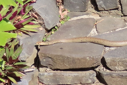 Eastern Brown Snake sighting