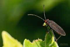 Jadera parapectoralis