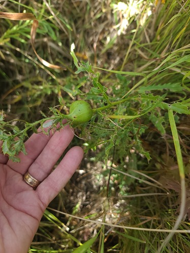 Unknown species found near Wheatland County, MT, USA