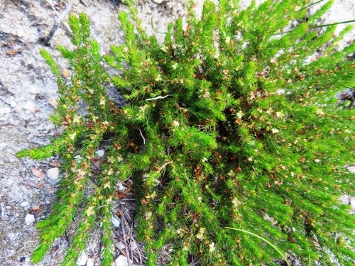 Image of Cliffortia subsetacea by (c) linkie, some rights reserved (CC BY)