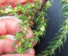 Cliffortia subsetacea