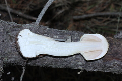 Agaricus smithii image