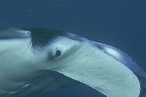 Reef Manta Ray