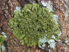 Melanohalea olivacea