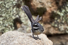 Rhipidura albiscapa alisteri