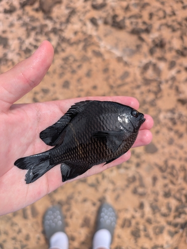 Plectroglyphidodon sindonis observed 2025-10-01