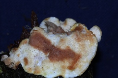 Postia fragilis image