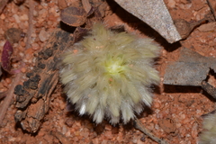 Ptilotus holosericeus