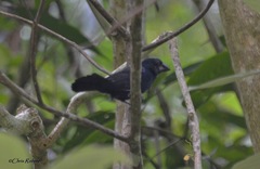 Cyanoloxia cyanoides