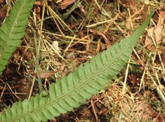 Sphaerostephanos heterocarpos