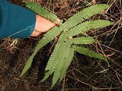 Sphaerostephanos heterocarpos