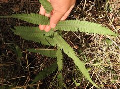 Sphaerostephanos heterocarpos