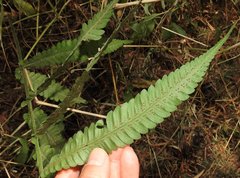 Sphaerostephanos heterocarpos