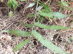 Sphaerostephanos heterocarpos