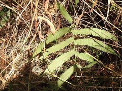 Sphaerostephanos heterocarpos