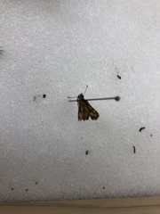 Taractrocera luzonensis