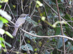 Myiarchus cinerascens