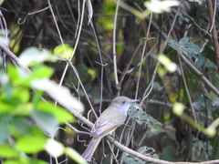 Myiarchus cinerascens