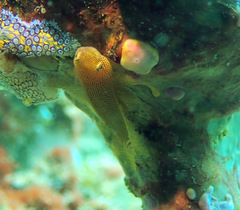 Cochleoceps orientalis