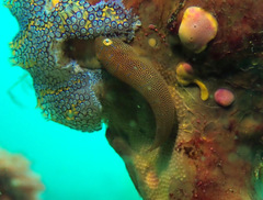 Cochleoceps orientalis