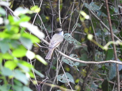 Myiarchus cinerascens