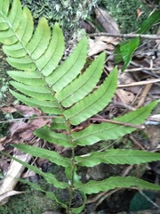 Dryopteris decipiens