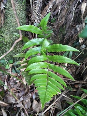 Dryopteris decipiens