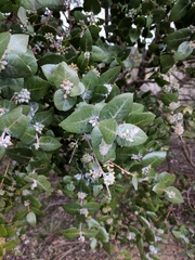 Eucalyptus crenulata