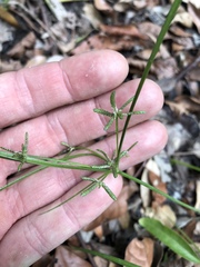 Cyperus trinervis