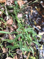 Alternanthera denticulata