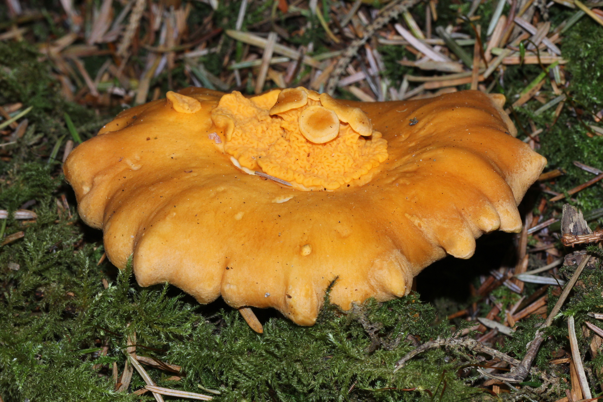 Cantharellus formosus image