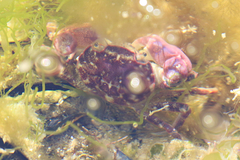 Cyrtograpsus