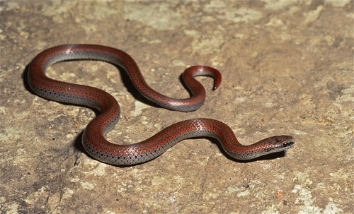 Common Sharp-tailed Snake, Wasco County, US-OR, US, photo 7 of 10