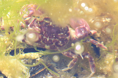 Cyrtograpsus
