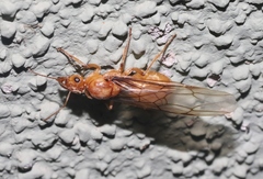 Myrmecocystus mexicanus