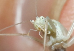 Oecanthus exclamationis