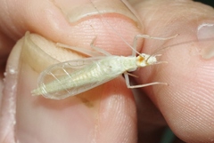 Oecanthus exclamationis