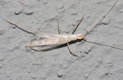 Oecanthus exclamationis