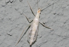 Oecanthus exclamationis