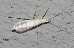 Oecanthus exclamationis