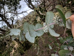 Eucalyptus crenulata