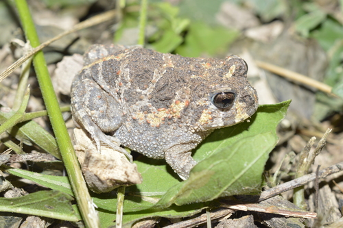 Cei's Escuerzo, Odontophrynus lavillai