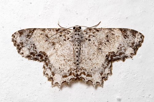 Iridoplecta