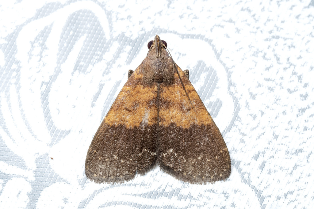 Hydrillodes moloalis