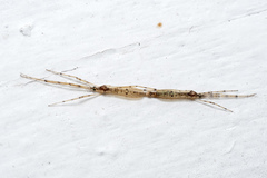Styringomyia