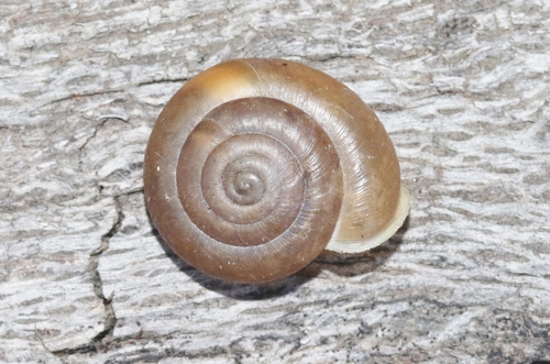 Cave Creek Woodlandsnail