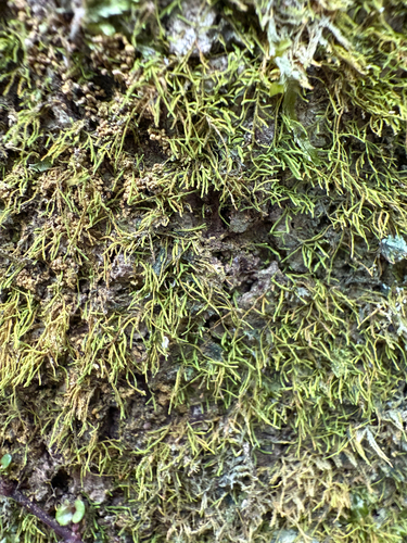 Haplohymenium pseudotriste observed 2025-10-01