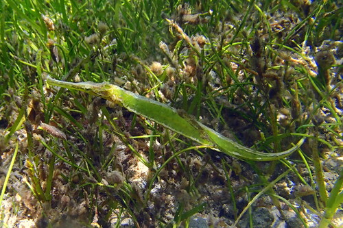 Syngnathoides biaculeatus observed 2025-10-01