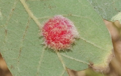 Cynips quercusnubila