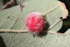 Cynips quercusnubila